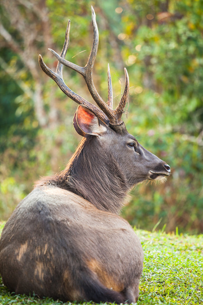 veado sambar é um grande cervo nativo do índio
  - Foto, Imagem