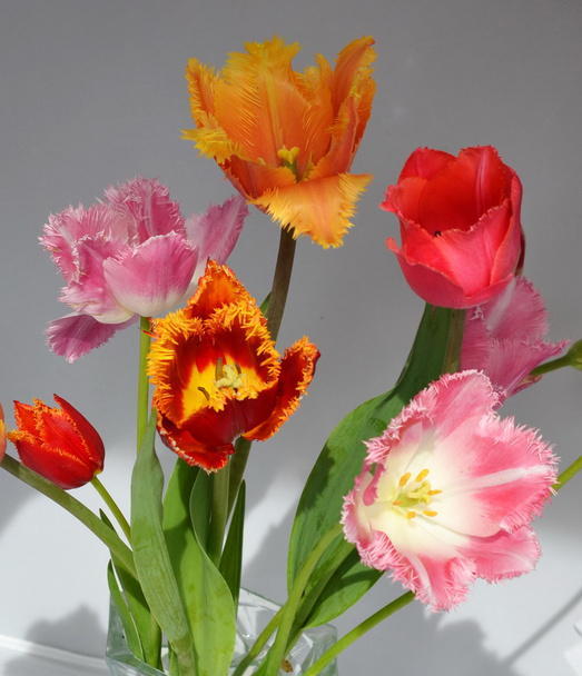 colorful tulip flowers  - 写真・画像