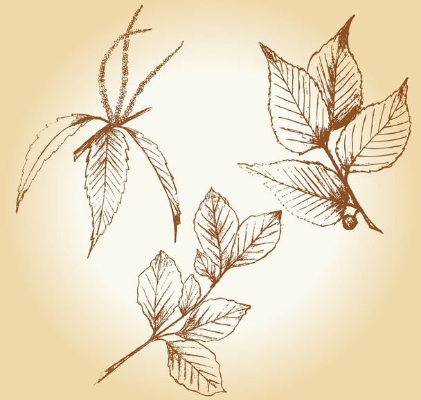 Sada starých ručně kreslenou rostlin  - Vektor, obrázek