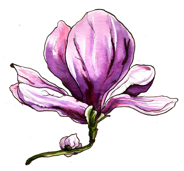 Purple magnolia flower blossom - Fotó, kép