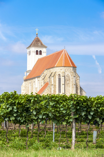 church with vineyard, Kirchenberg - Photo, Image