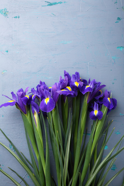 fresh iris on color background - Fotó, kép