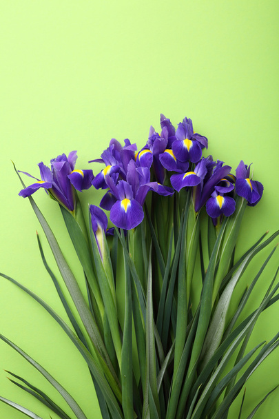 fresh iris flowers - Zdjęcie, obraz