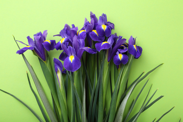 iris flowers on green background - Photo, Image