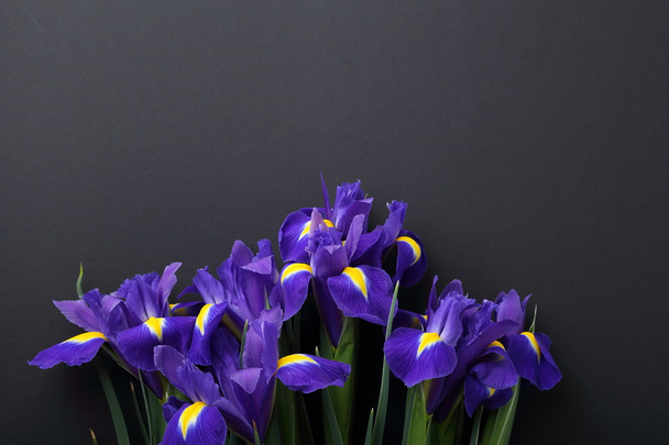 iris flowers on black background - Zdjęcie, obraz