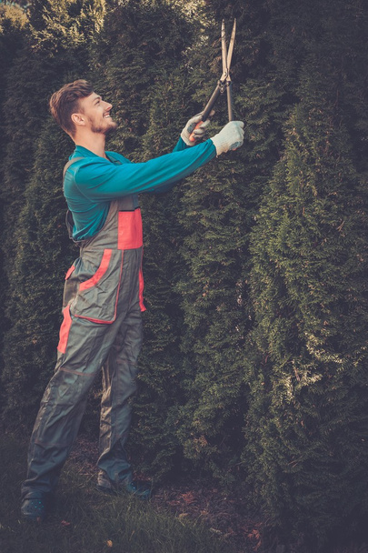 jardineiro árvores de corte com clippers
  - Foto, Imagem