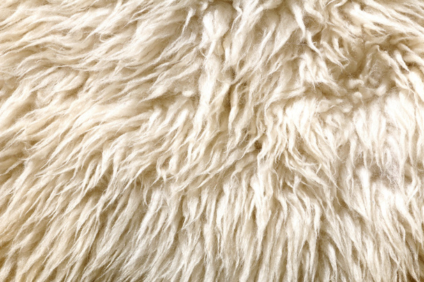 Texture de fourrure de mouton. Macro. - Photo, image