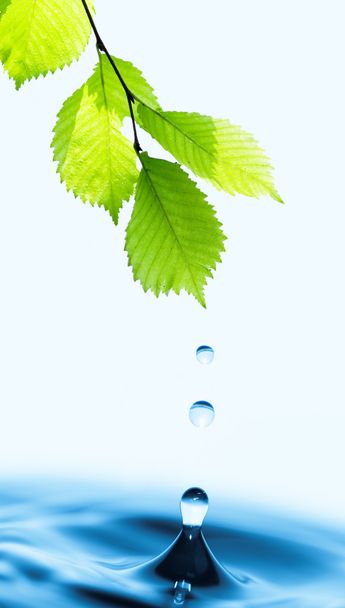 grüne Blätter mit Wassertropfen. - Foto, Bild