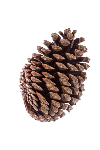 Conifer cone - Foto, imagen