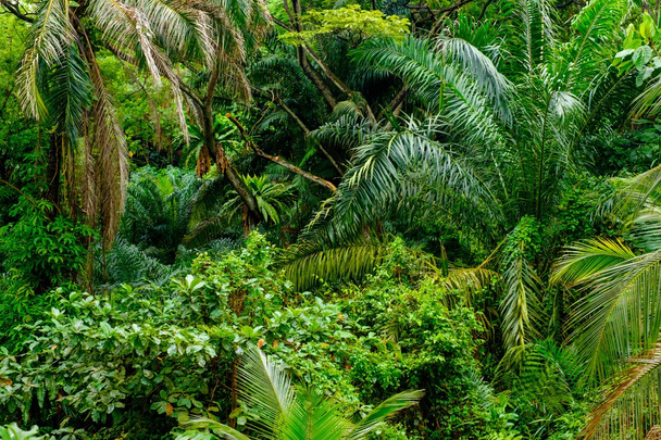 Rehevä trooppinen vihreä viidakko
  - Valokuva, kuva