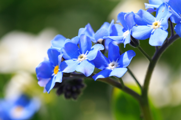 prachtige lente nots, floral achtergrond - Foto, afbeelding