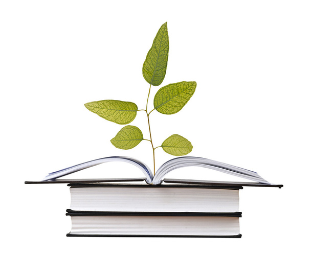 Tree growing from open book - Photo, Image