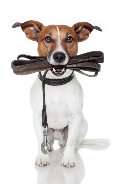 Dog with leather leash - Photo, Image
