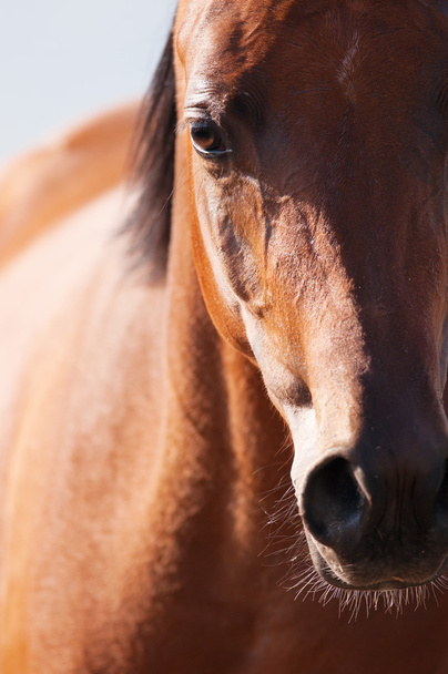 Bay arabian horse portrait in front focus - Фото, зображення