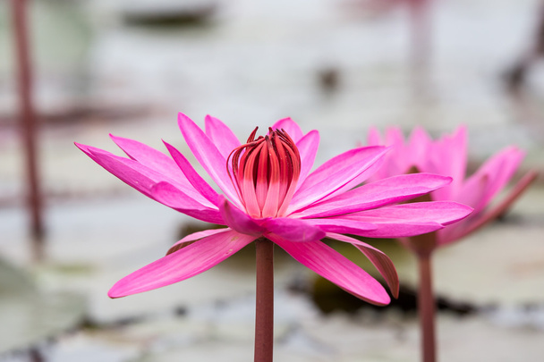 See roter Lotus, Sumpf roter Lotus, See roter Lotus Thailand, Kreuzfahrtschiff - Foto, Bild