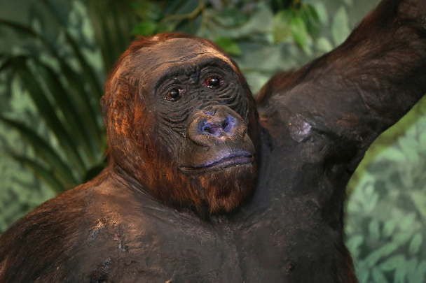 Portrait of a western lowland gorilla - Foto, immagini