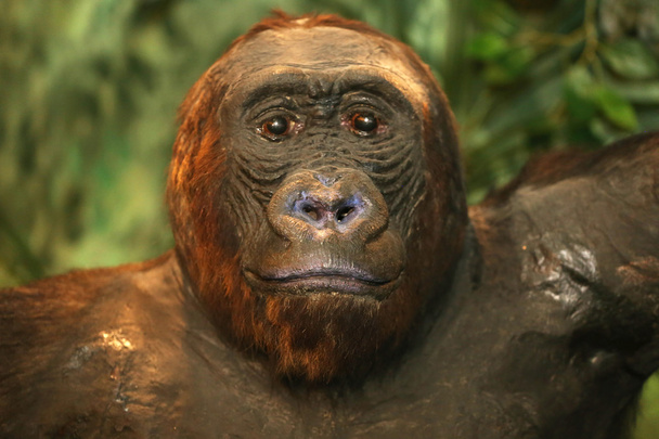 Portrait of a western lowland gorilla - Photo, Image