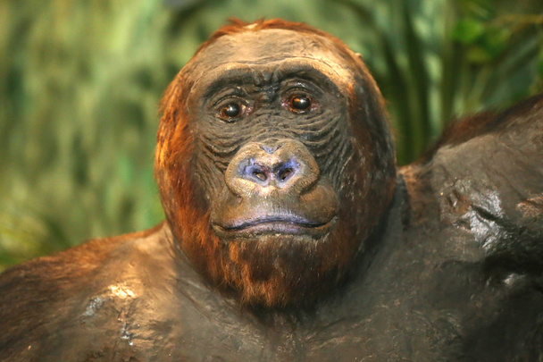 Portrait of a western lowland gorilla - Photo, Image
