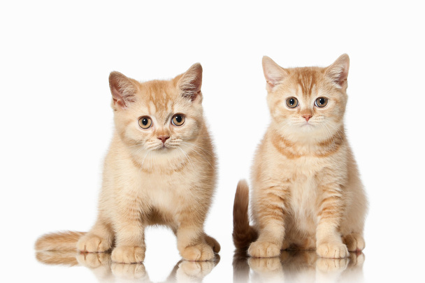 Cat. Two small red british kittens on white background - Foto, Imagen