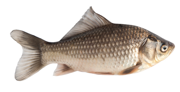 Peixe carpa fresco sobre fundo branco
 - Foto, Imagem