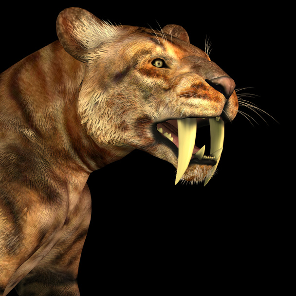 Saber-tooth Cat on Black - Photo, Image