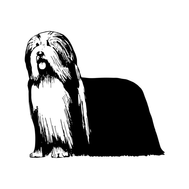 Grafikus vektor illusztrációja bearded collie. Izolált vektor kutya illusztráció. - Vektor, kép
