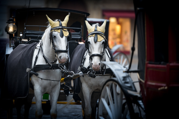 Horses and carriage on stefansplatz in Vienna - Photo, Image