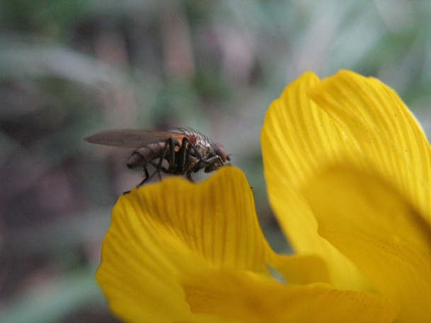 fly on yellow flower - Photo, Image