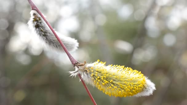 Close-up of blooming willow catkin on a twig - Footage, Video