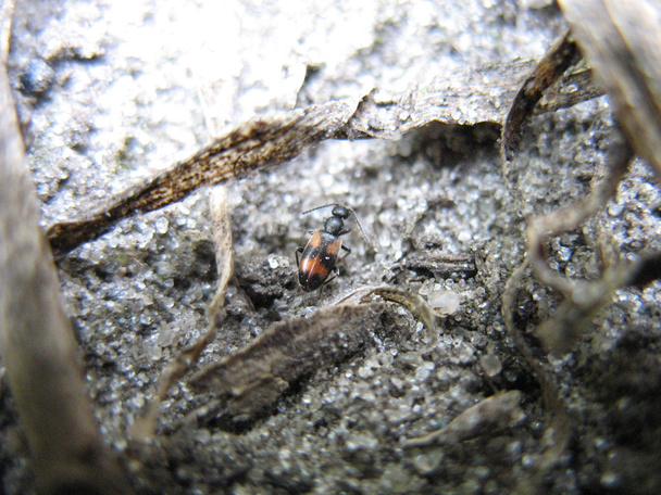 pequeno besouro no chão
 - Foto, Imagem