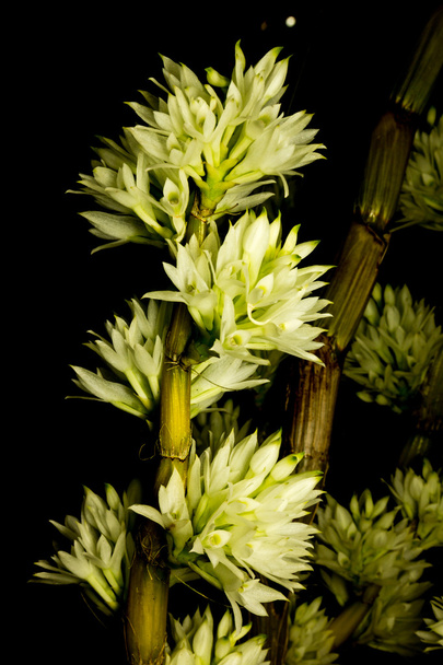 Orkidea eristetty mustalla
 - Valokuva, kuva