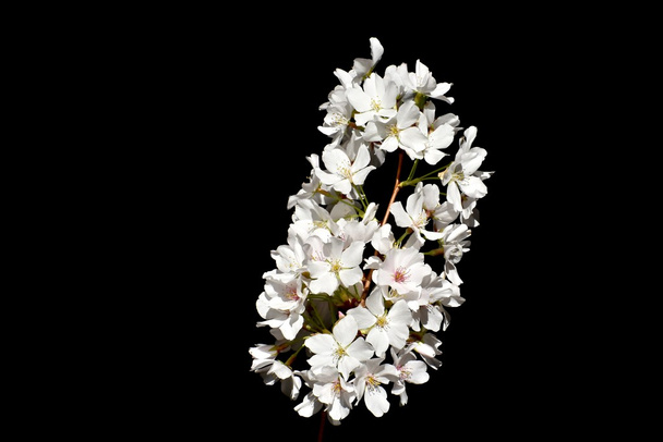 White cherry blossoms - Foto, Imagem