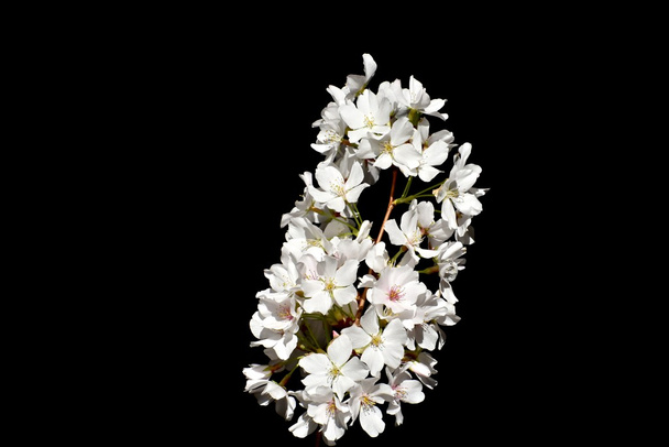 White cherry blossoms - Fotoğraf, Görsel