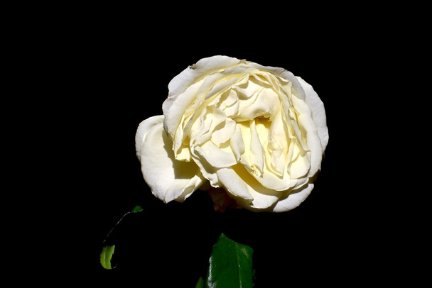 Rosa blanca marchita
 - Foto, imagen