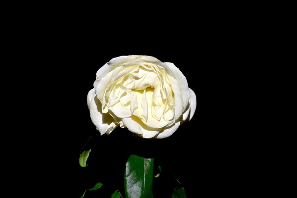 Увядшая белая роза
 - Фото, изображение