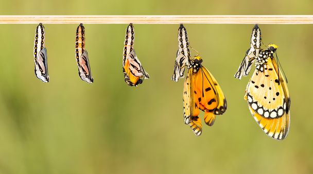 Casulo maduro transformar a borboleta Tawny Coster
  - Foto, Imagem