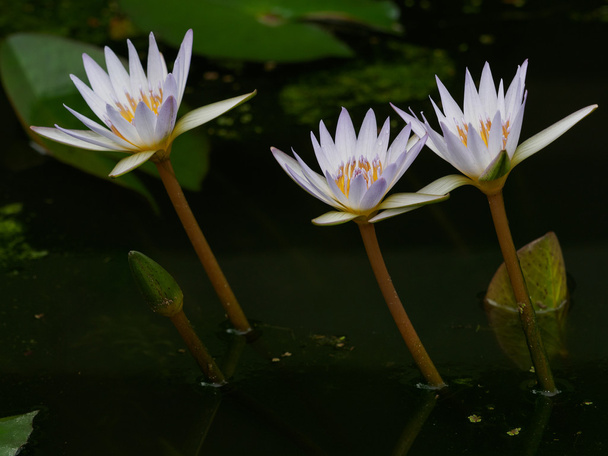 Цветок лотоса на озере
 - Фото, изображение