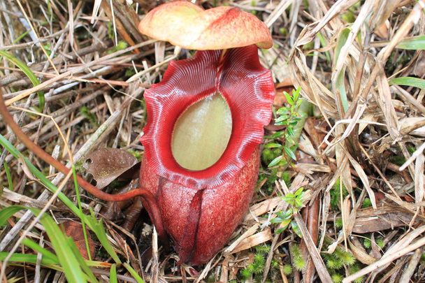 pitcher plant (Nepenthes Rajah) - Photo, Image