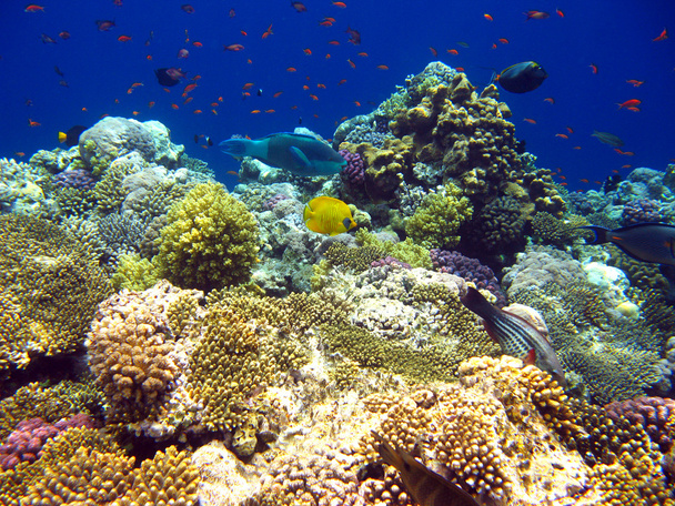 tropische koraalrif in de rode zee - Foto, afbeelding