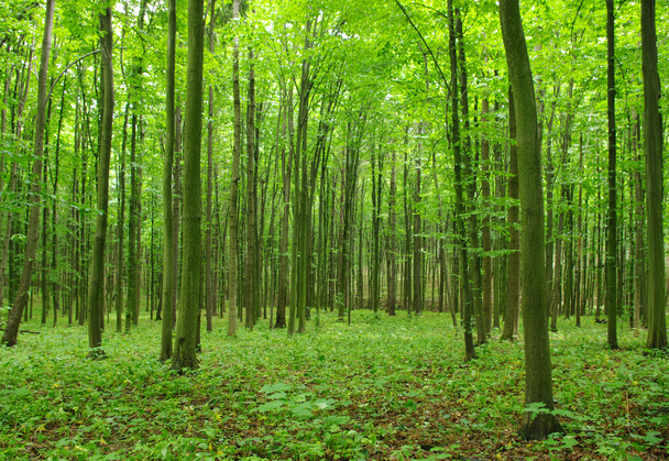 Zöld erdő - Fotó, kép