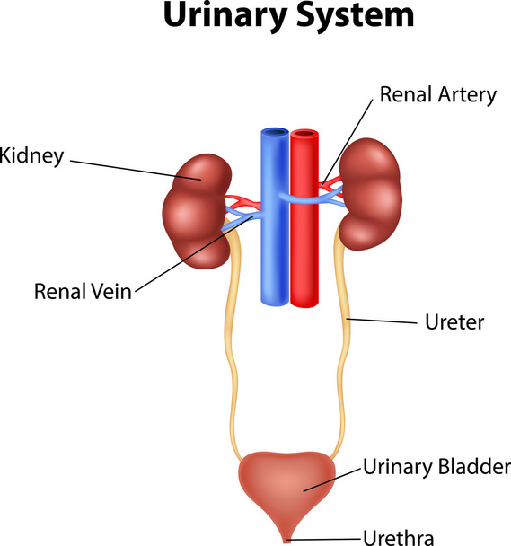 Illustratie van de anatomie van het urinestelsel - Vector, afbeelding