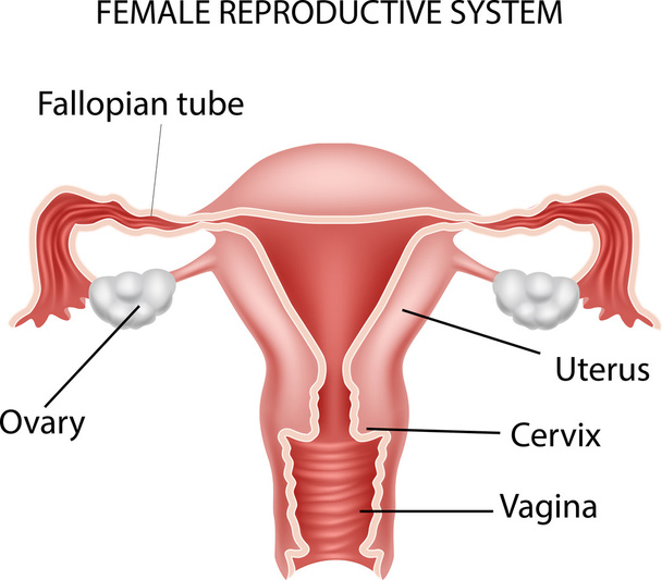 Illustration of Female reproductive system - Vector, Image