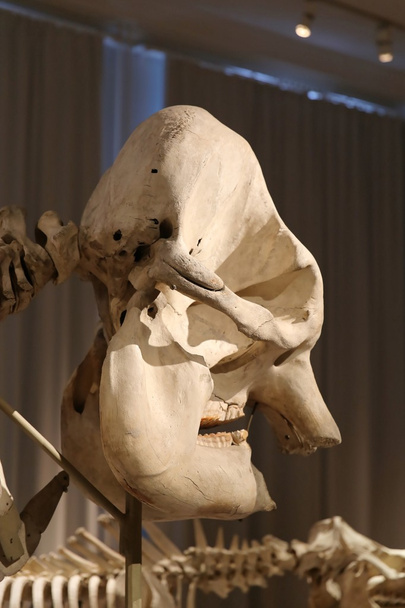 Olifanten skelet met hoofd - Foto, afbeelding