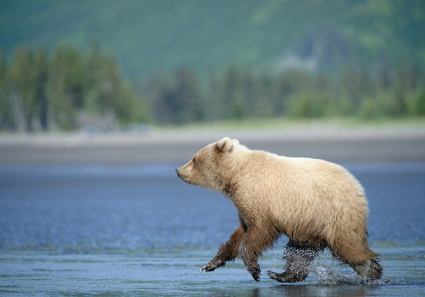 Grizzly medve kölyök fut - Fotó, kép