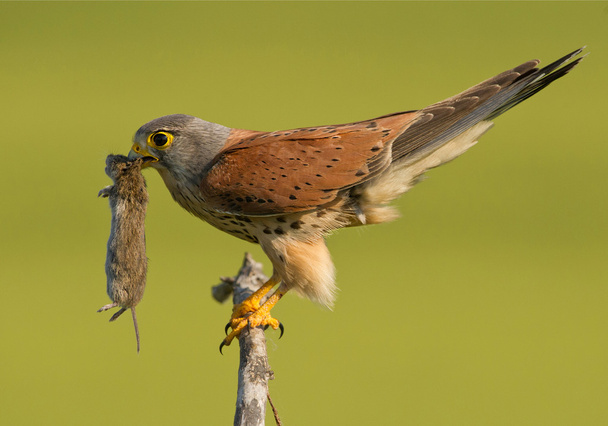 Common kestrel with mouse - Photo, Image