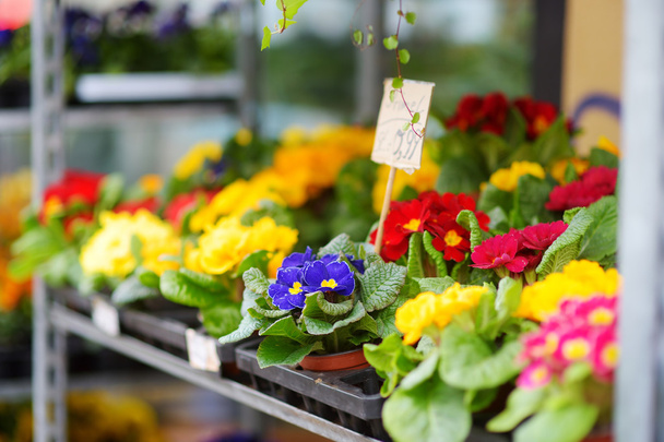 flowers sold in outdoor flower shop - 写真・画像
