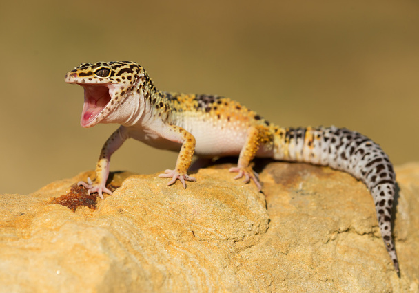 Леопард Геко на скелі
 - Фото, зображення