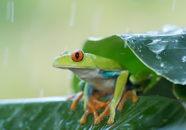 Red eye tree frog on the leaves - Zdjęcie, obraz
