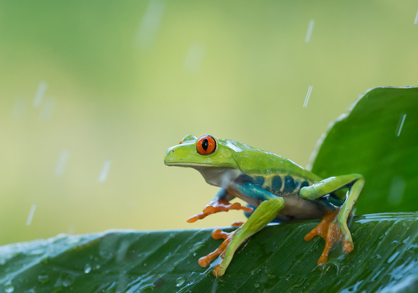 Efekt czerwonych oczu drzewo żaba na liściach - Zdjęcie, obraz