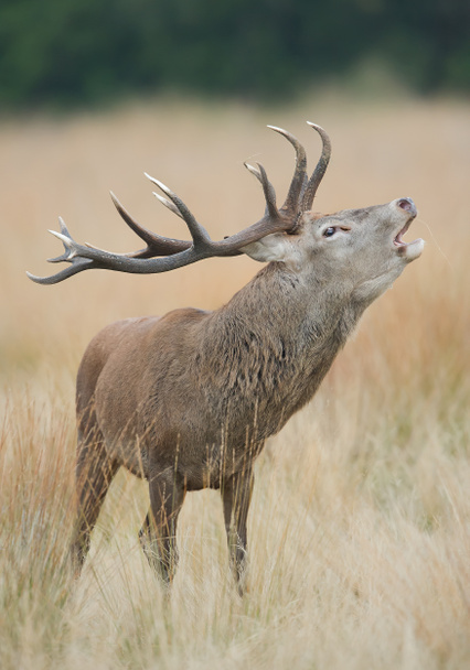 Rottura maschio cervo rosso
 - Foto, immagini